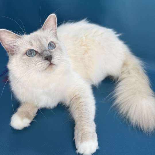 chat Ragdoll lilac mink mitted Wahoo Les Ragdolls de la Croisette