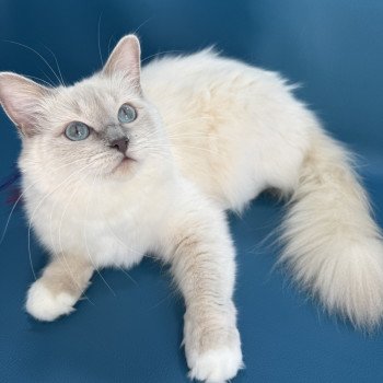 chat Ragdoll lilac mink mitted Wahoo Les Ragdolls de la Croisette chat Ragdoll lilac mink mitted Wahoo Les Ragdolls de la Croisette