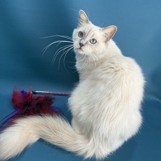 chat Ragdoll lilac mink mitted Wahoo Les Ragdolls de la Croisette