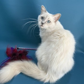 chat Ragdoll lilac mink mitted Wahoo Les Ragdolls de la Croisette chat Ragdoll lilac mink mitted Wahoo Les Ragdolls de la Croisette