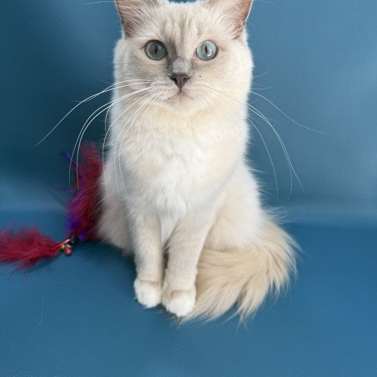 chat Ragdoll lilac mink mitted Wahoo Les Ragdolls de la Croisette