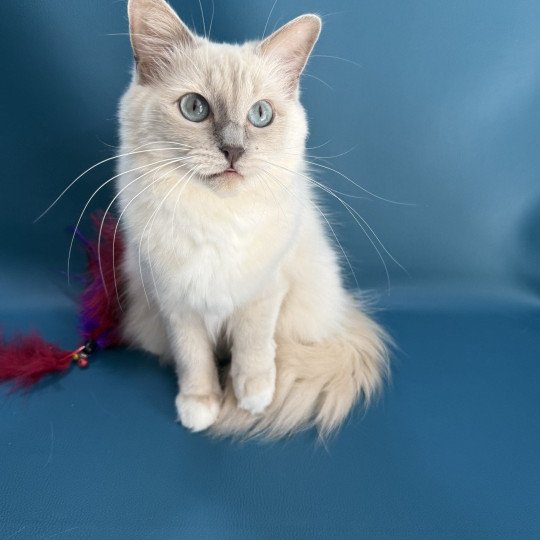 chat Ragdoll lilac mink mitted Wahoo Les Ragdolls de la Croisette