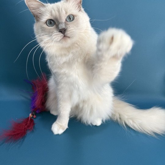 chat Ragdoll lilac mink mitted Wahoo Les Ragdolls de la Croisette