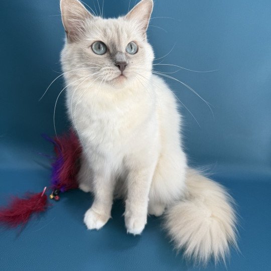 chat Ragdoll lilac mink mitted Wahoo Les Ragdolls de la Croisette