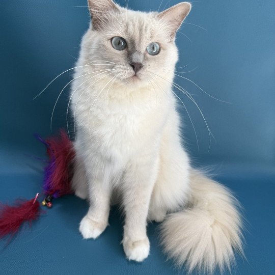 chat Ragdoll lilac mink mitted Wahoo Les Ragdolls de la Croisette