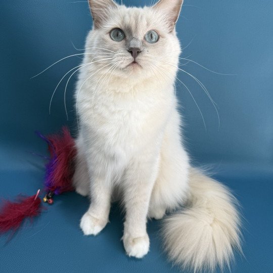 chat Ragdoll lilac mink mitted Wahoo Les Ragdolls de la Croisette