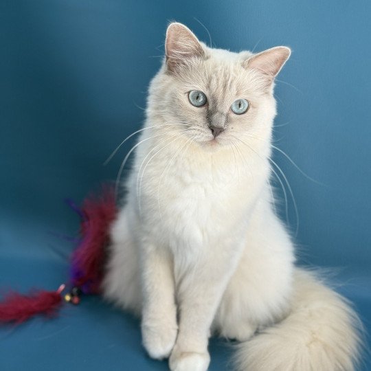 chat Ragdoll lilac mink mitted Wahoo Les Ragdolls de la Croisette