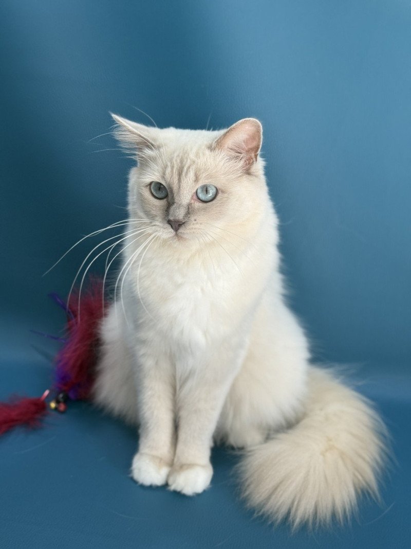Wahoo De La Croisette Femelle Ragdoll Wahoo De La Croisette Femelle Ragdoll