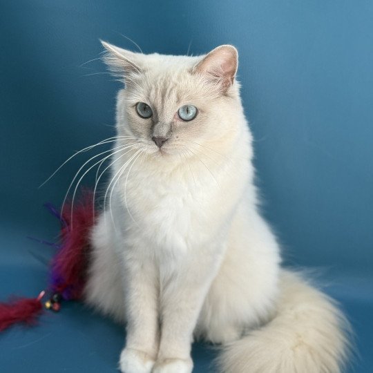 chat Ragdoll lilac mink mitted Wahoo Les Ragdolls de la Croisette