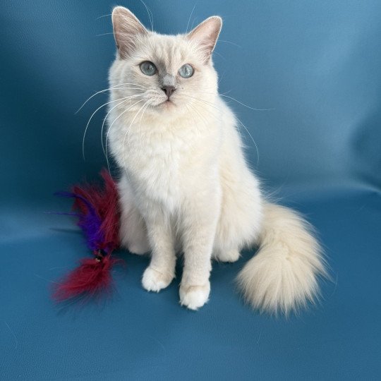 chat Ragdoll lilac mink mitted Wahoo Les Ragdolls de la Croisette