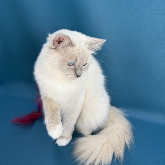 chat Ragdoll lilac mink mitted Wahoo Les Ragdolls de la Croisette