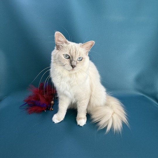 chat Ragdoll lilac mink mitted Wahoo Les Ragdolls de la Croisette