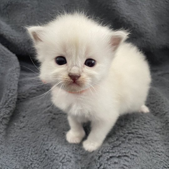 chaton Ragdoll orange Les Ragdolls de la Croisette