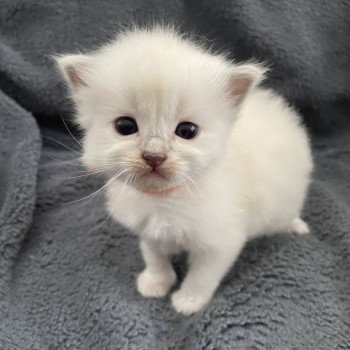 chaton Ragdoll orange Les Ragdolls de la Croisette chaton Ragdoll orange Les Ragdolls de la Croisette
