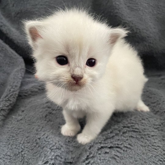 chaton Ragdoll orange Les Ragdolls de la Croisette