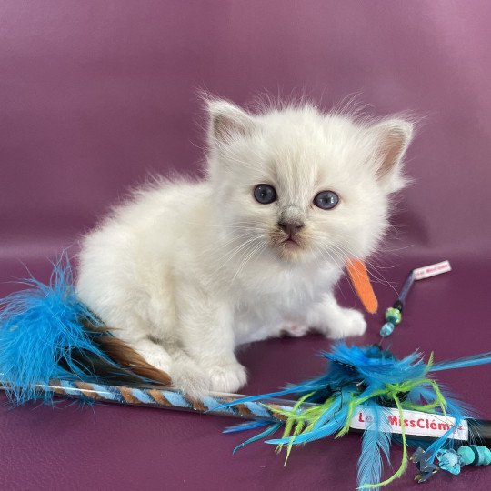 chaton Ragdoll orange Les Ragdolls de la Croisette