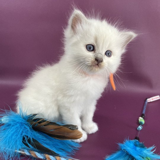 chaton Ragdoll orange Les Ragdolls de la Croisette