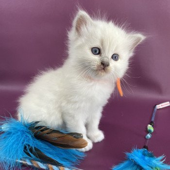 chaton Ragdoll orange Les Ragdolls de la Croisette chaton Ragdoll orange Les Ragdolls de la Croisette