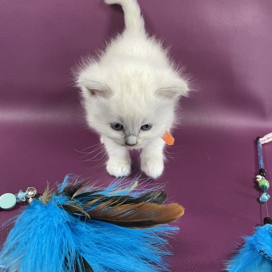 chaton Ragdoll orange Les Ragdolls de la Croisette