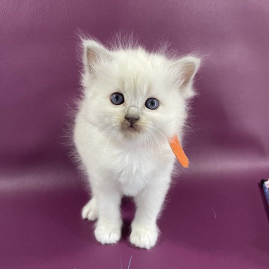 chaton Ragdoll orange Les Ragdolls de la Croisette