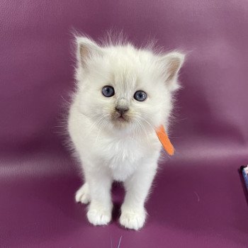 chaton Ragdoll orange Les Ragdolls de la Croisette chaton Ragdoll orange Les Ragdolls de la Croisette