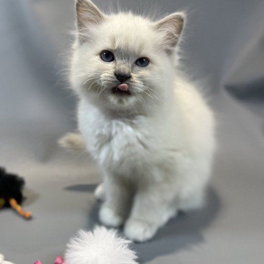 chaton Ragdoll lilac mink mitted Wahoo Les Ragdolls de la Croisette