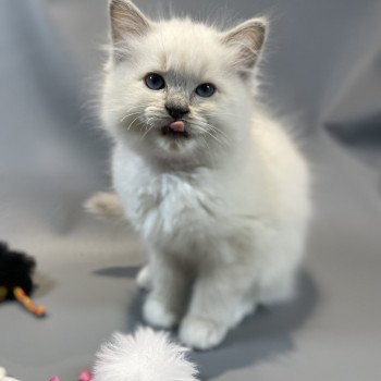 chaton Ragdoll lilac mink mitted Wahoo Les Ragdolls de la Croisette chaton Ragdoll lilac mink mitted Wahoo Les Ragdolls de la Croisette