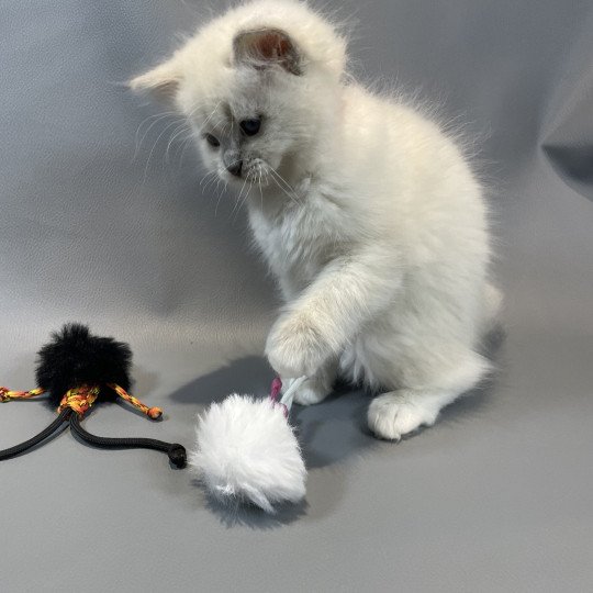 chaton Ragdoll lilac mink mitted Wahoo Les Ragdolls de la Croisette