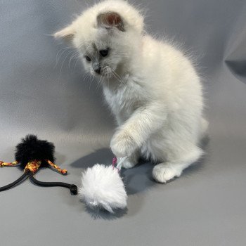 chaton Ragdoll lilac mink mitted Wahoo Les Ragdolls de la Croisette chaton Ragdoll lilac mink mitted Wahoo Les Ragdolls de la Croisette
