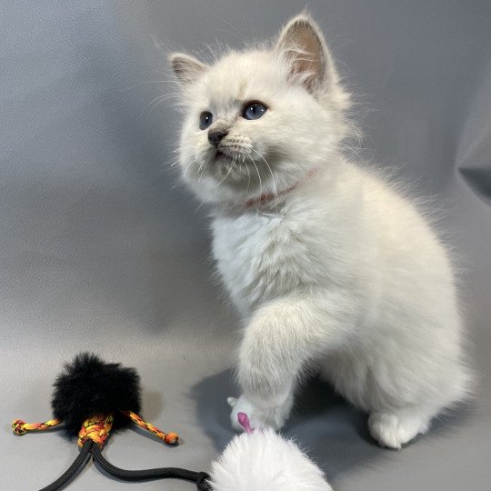 chaton Ragdoll lilac mink mitted Wahoo Les Ragdolls de la Croisette