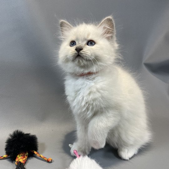 chaton Ragdoll lilac mink mitted Wahoo Les Ragdolls de la Croisette