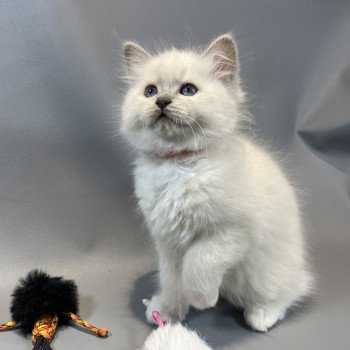 chaton Ragdoll lilac mink mitted Wahoo Les Ragdolls de la Croisette chaton Ragdoll lilac mink mitted Wahoo Les Ragdolls de la Croisette