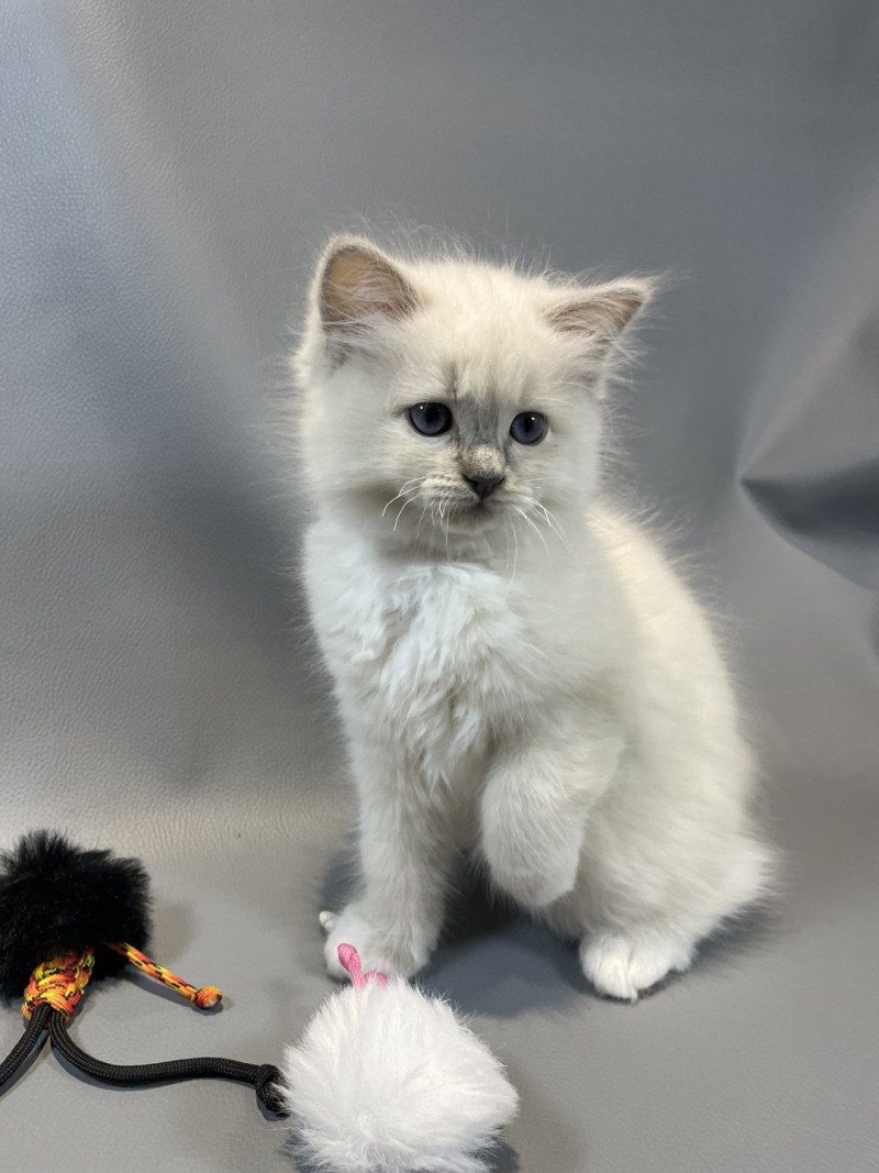 Wahoo De La Croisette Femelle Ragdoll