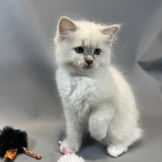 Wahoo De La Croisette Femelle Ragdoll