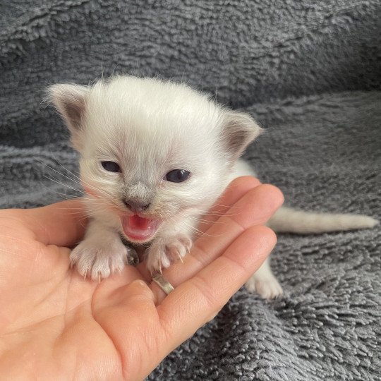 chaton Ragdoll blue point Orange Les Ragdolls de la Croisette