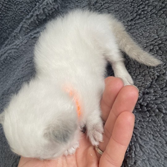 chaton Ragdoll blue point Orange Les Ragdolls de la Croisette