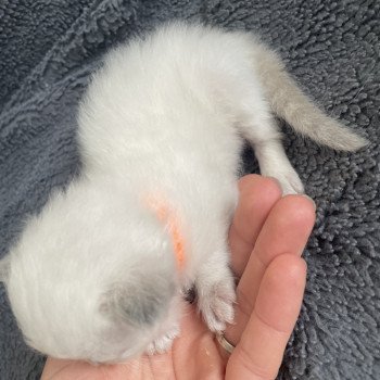 chaton Ragdoll blue point Orange Les Ragdolls de la Croisette