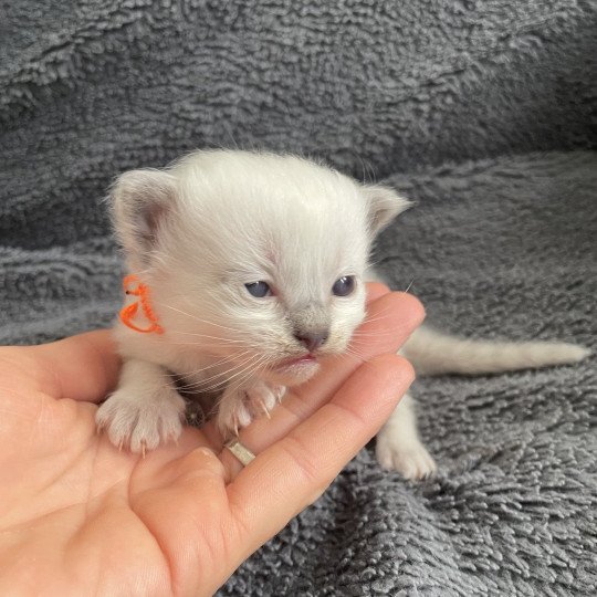 chaton Ragdoll blue point Orange Les Ragdolls de la Croisette