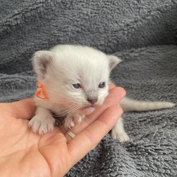 chaton Ragdoll blue point Orange Les Ragdolls de la Croisette