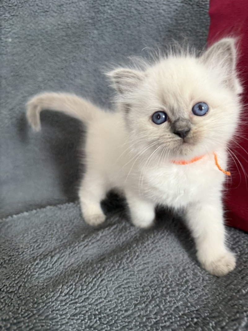 Awaï-Aloha orange De La Croisette Femelle Ragdoll