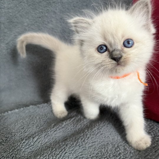 Awaï-Aloha orange De La Croisette Femelle Ragdoll