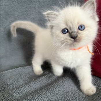 Awaï-Aloha orange De La Croisette Femelle Ragdoll