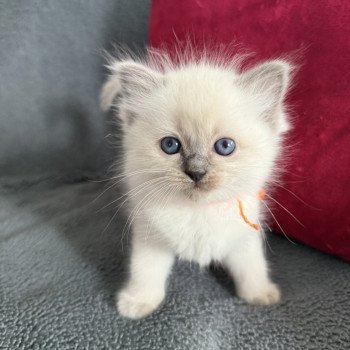 chaton Ragdoll blue point Awaï-Aloha orange Les Ragdolls de la Croisette chaton Ragdoll blue point Awaï-Aloha orange Les Ragdolls de la Croisette