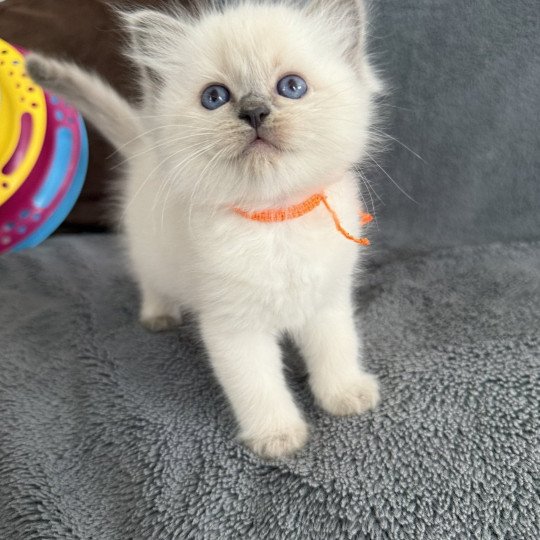 chaton Ragdoll blue point Awaï-Aloha orange Les Ragdolls de la Croisette