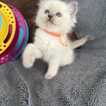 chaton Ragdoll blue point Awaï-Aloha orange Les Ragdolls de la Croisette chaton Ragdoll blue point Awaï-Aloha orange Les Ragdolls de la Croisette
