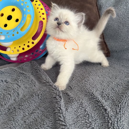 chaton Ragdoll blue point Awaï-Aloha orange Les Ragdolls de la Croisette