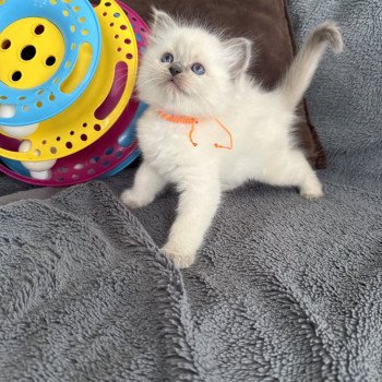 chaton Ragdoll blue point Awaï-Aloha orange Les Ragdolls de la Croisette chaton Ragdoll blue point Awaï-Aloha orange Les Ragdolls de la Croisette