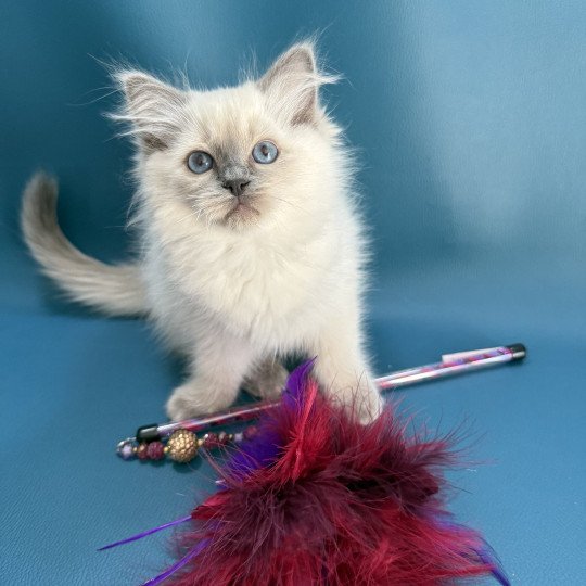 chaton Ragdoll blue point Awaï-Aloha Les Ragdolls de la Croisette