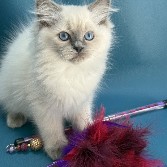 chaton Ragdoll blue point Awaï-Aloha Les Ragdolls de la Croisette