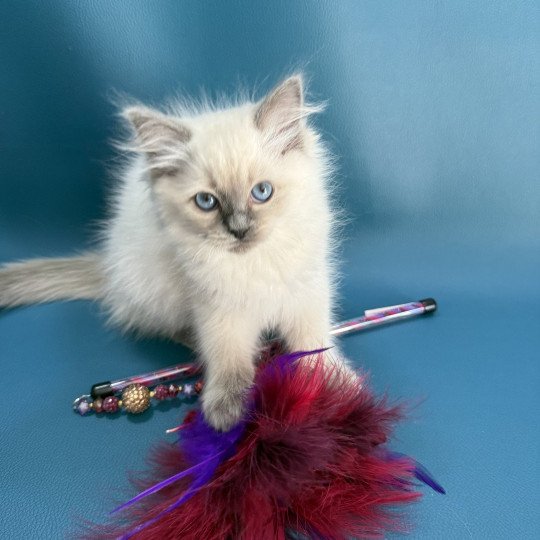 chaton Ragdoll blue point Awaï-Aloha Les Ragdolls de la Croisette